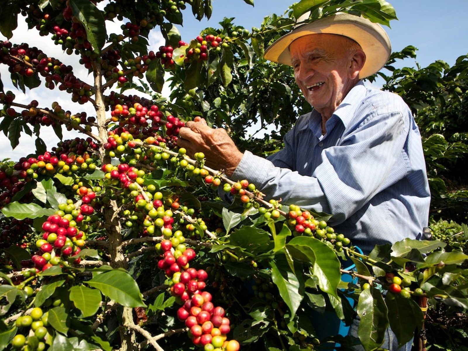 colombia-coffee-harvest_edited.jpg