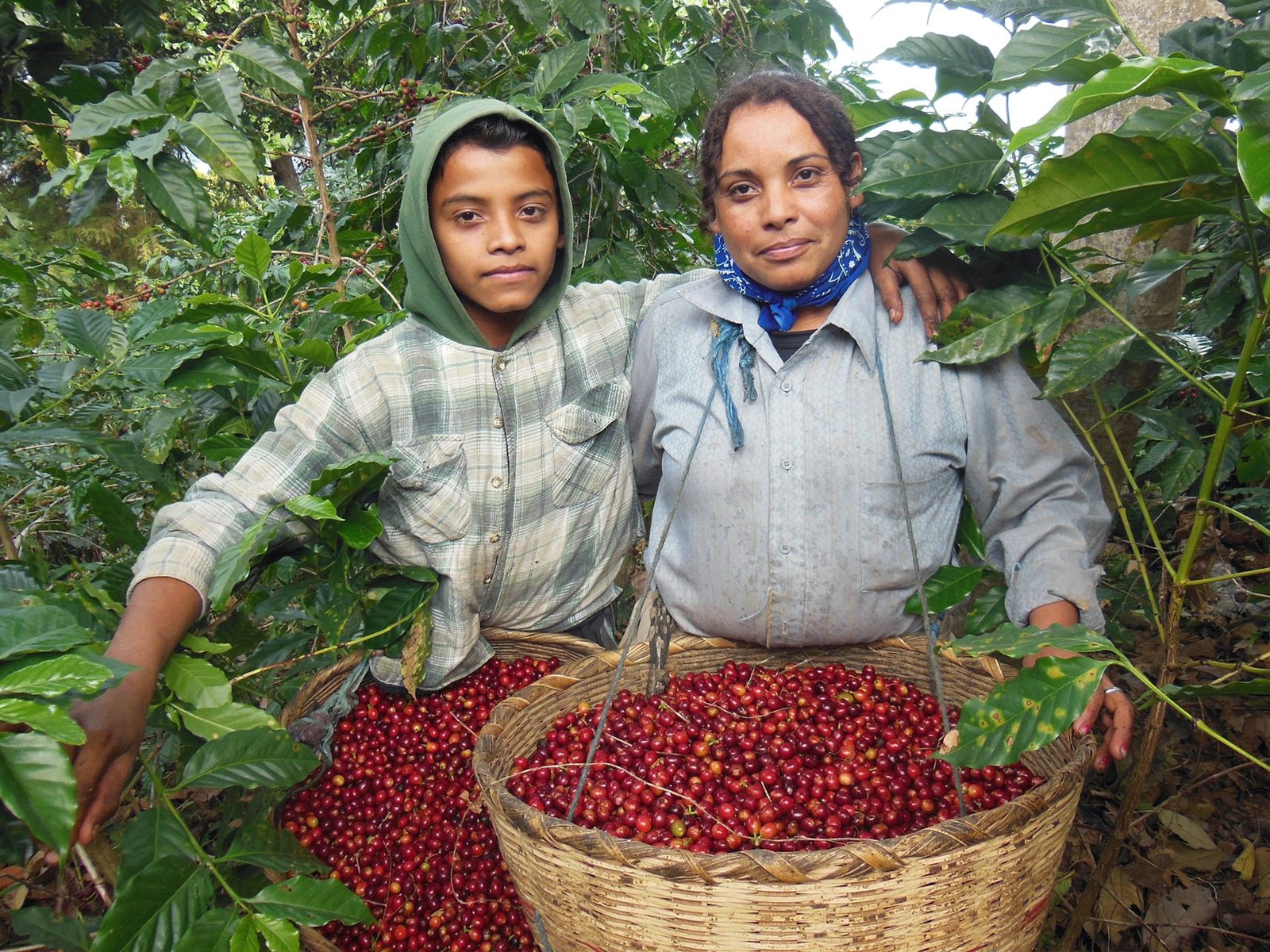 SLV-Farming-Coffee_edited.jpg
